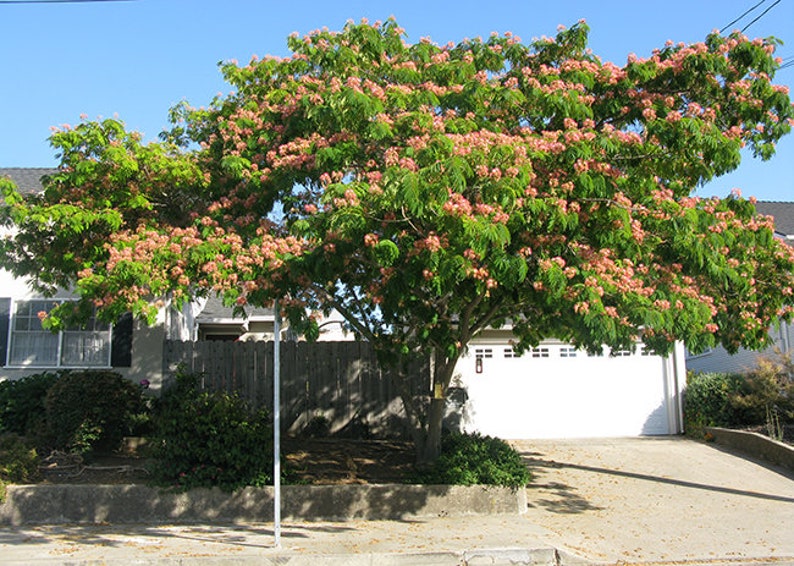 Mimosa Persian Silk Tree Albizia Julibrissin Seeds image 3