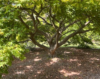 Kurabeyama Japanese Maple Tree (Acer Palmatum 'Kurabeyama') Seeds - NEW FOR FALL 2025