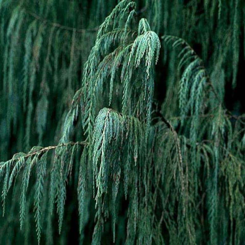 Darjeeling Kashmir Cypress Tree Cupressus Darjeelingensis Seeds image 2