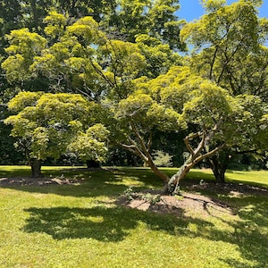 Nomura-nishiki Japanese Maple Tree (Acer Palmatum &#39;Nomura-nishiki&#39;) Seeds - NEW FOR FALL 2024