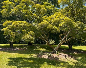 Nomura-nishiki Japanese Maple Tree (Acer Palmatum 'Nomura-nishiki') Seeds - NEW FOR FALL 2025