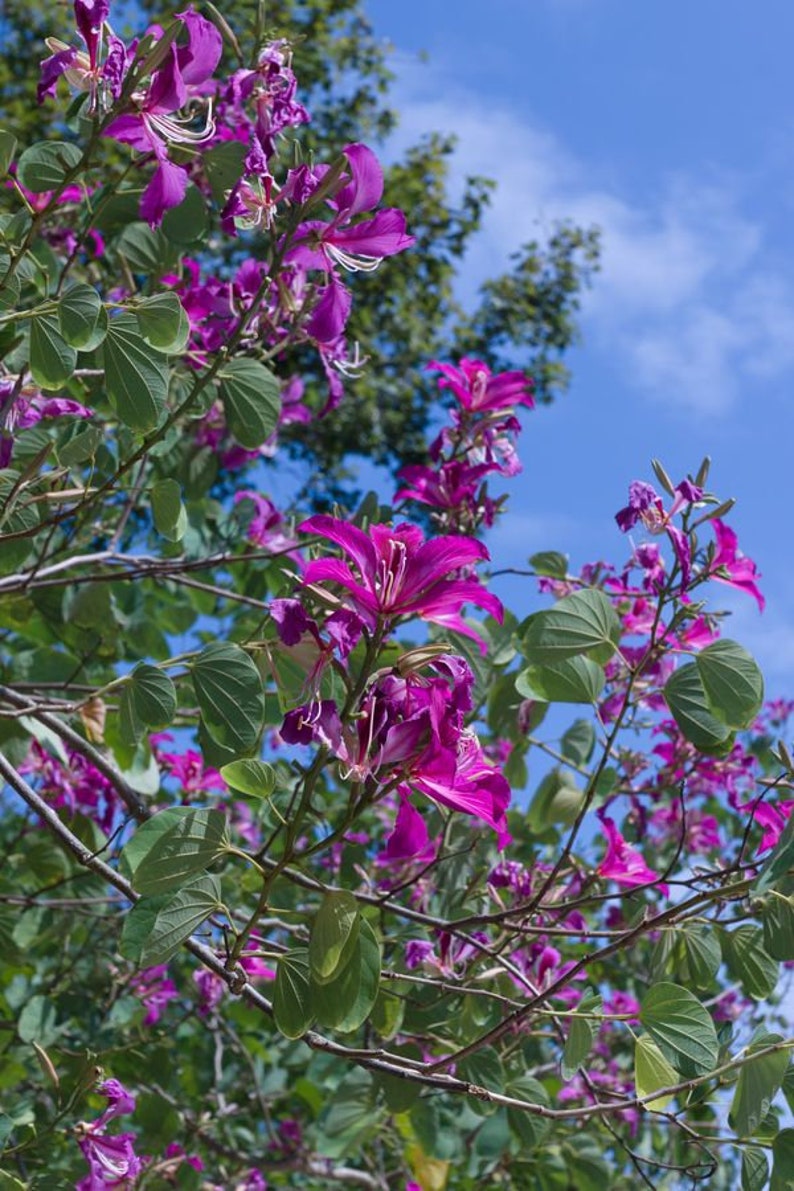 Hong Kong Orchid Tree Bauhinia Purpurea Seeds image 2