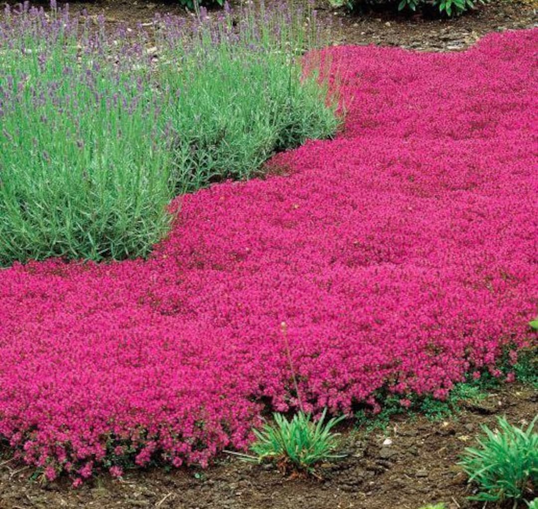 Magic Carpet Creeping Thyme Ornamental Groundcover thymus Serpyllum Seeds Etsy