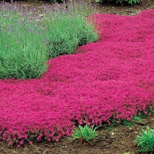 Magic Carpet Creeping Thyme Ornamental Groundcover (Thymus Serpyllum) Seeds