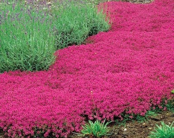 Magic Carpet Creeping Thyme Ornamental Groundcover (Thymus Serpyllum) Semillas