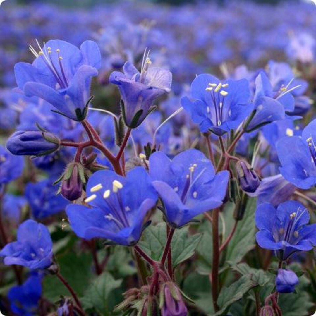 カリフォルニアブルーベルフラワー（ファセリア カンパニュラ