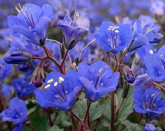 Graines de fleur de col bleu de Californie (Phacelia Campanularia)