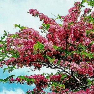 Rainbow Shower Tree (Cassia Javanica) Seeds