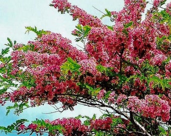 Rainbow Shower Tree (Cassia Javanica) Seeds