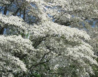 Kay's Appalachian Mist Flowering Dogwood Tree (Cornus Florida 'Kay's Appalachian Mist') Seeds