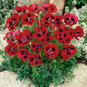 Lady Bird Poppy Flower (Papaver Commutatum) Seeds