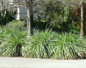 Fakahatchee Grass (Tripsacum Dactyloides) Seeds