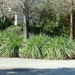 see more listings in the Grasses & Groundcovers section