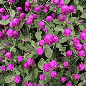 Purple Gomphrena Flower Gomphrena Globosa Seeds image 2