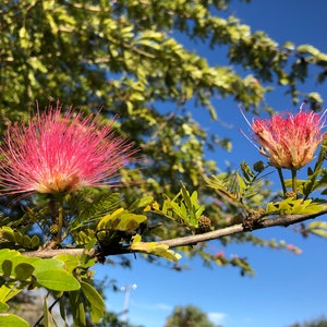 Mimosa Persian Silk Tree Albizia Julibrissin Seeds image 6