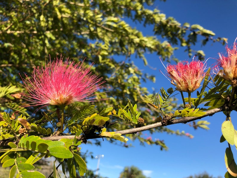 Mimosa Persian Silk Tree Albizia Julibrissin Seeds image 6