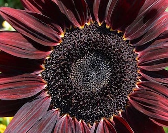 Chocolate Cherry Sunflower Plant (Helianthus Annuus) Seeds