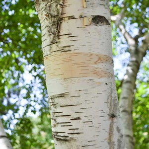 White Paper Birch Tree Betula Papyrifera Seeds image 4