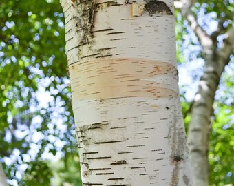 WHITE/PAPER BIRCH (Betula papyrifera) - Chisago SWCD
