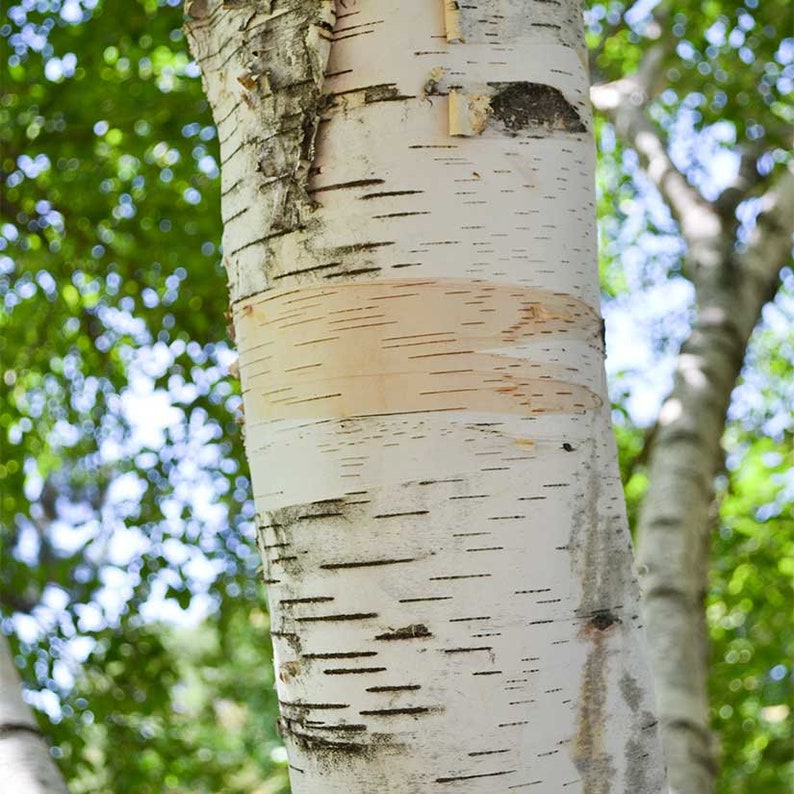 White Paper Birch Tree Betula Papyrifera Seeds image 4