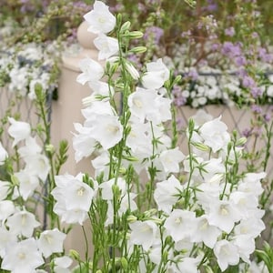 White Bellflower Campanula Persicifolia Seeds image 2
