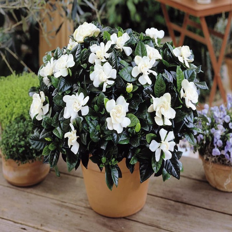 Gardenia Cape Jasmine Plant Gardenia Jasminoides Seeds image 3