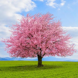 Kwanzan Japanese Flowering Cherry Tree (Prunus Serrulata ‘Kwanzan’) Seeds - NEW FOR 2025