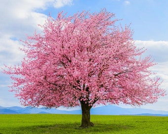 Nasiona wiśni japońskiej Kwanzan (Prunus serrulata ‘Kwanzan’) – NOWOŚĆ NA ROK 2025