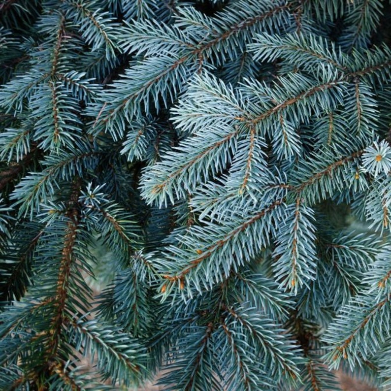 Blue Spruce Tree Picea Pungens Glauca Seeds image 2