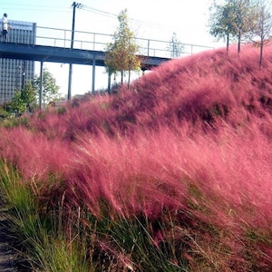 Pink Muhly Grass (Muhlenbergia Capillaris) Seeds