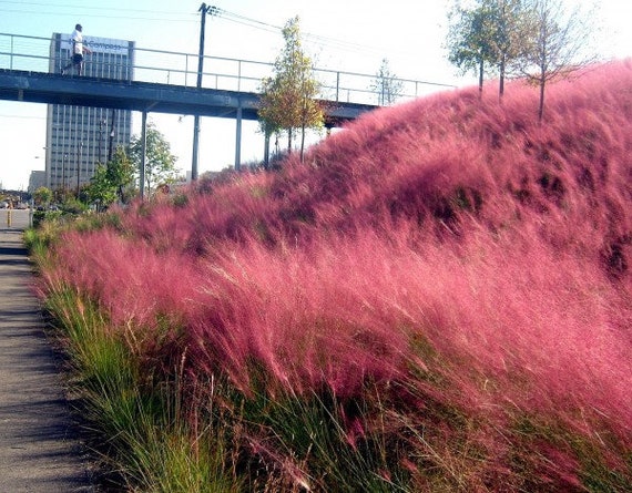Pink Muhly Grass (muhlenbergia Capillaris) Seeds - Etsy