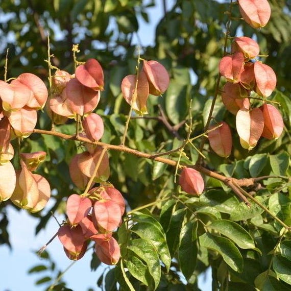 Saatgut Für Exotischen Flammenbaum – Einfache An Produktbild-Vorschau 4