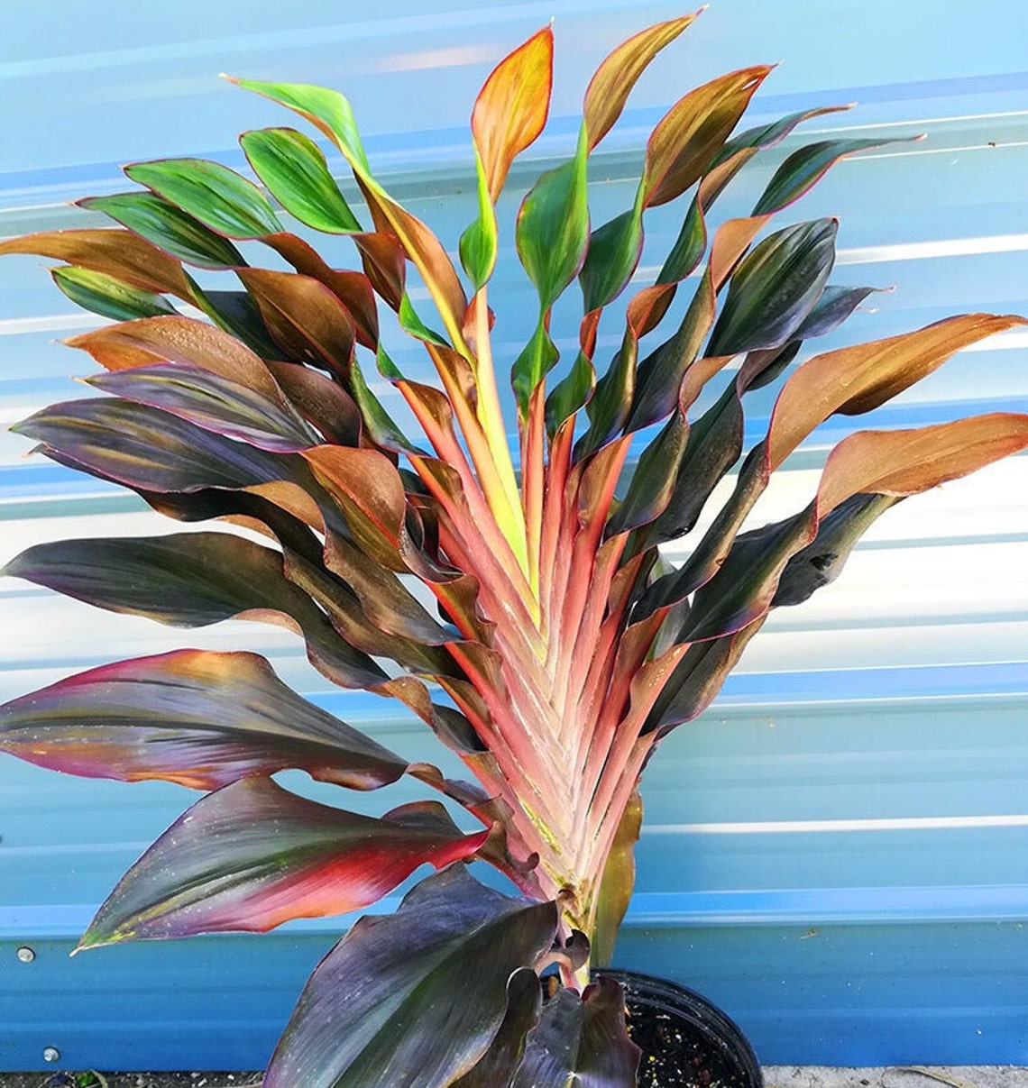 Singapore Twist Cordyline Ti Plant Seeds - Etsy