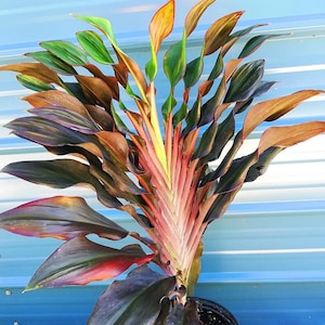Singapore Twist Cordyline Ti Plant Seeds