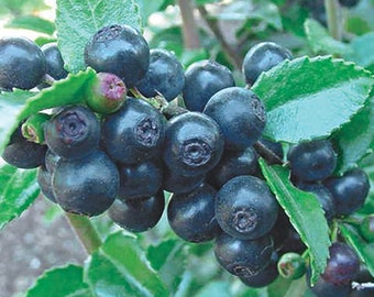 Organic Big Huckleberry Plant (Vaccinium Membranaceum) Seeds