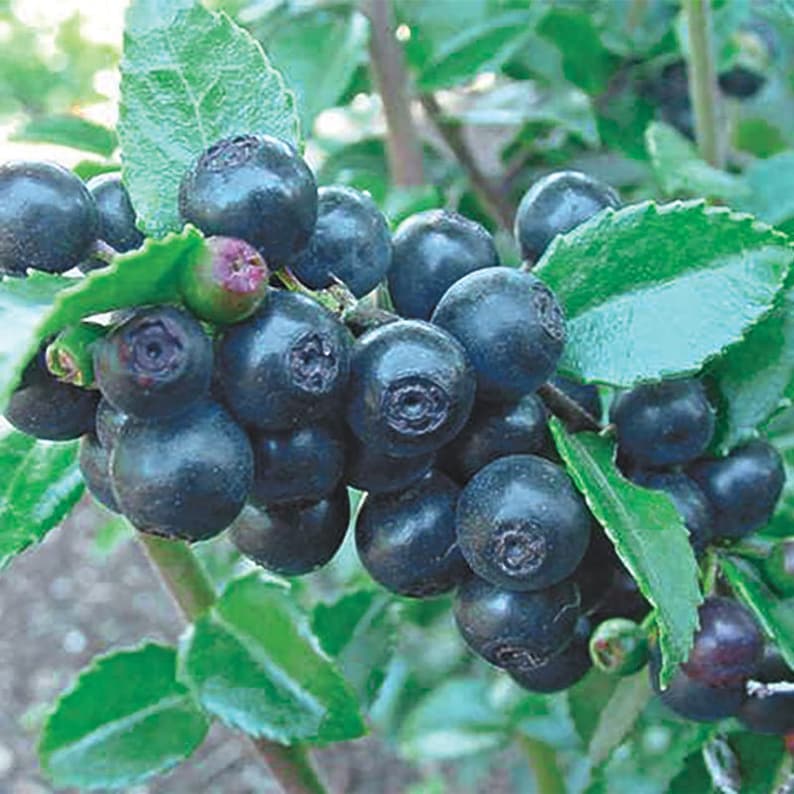 Organic Big Huckleberry Plant vaccinium Membranaceum Seeds Etsy