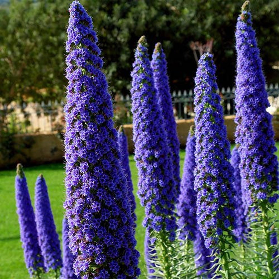 Pride of Madeira Plant Echium Fastuosum Seeds - Etsy 日本