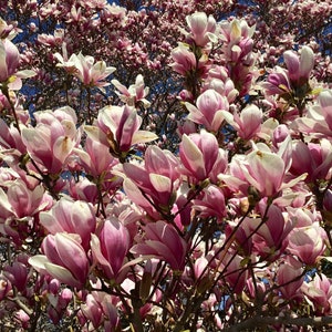 Saucer Magnolia Tree Magnolia Soulangeana Seeds image 3