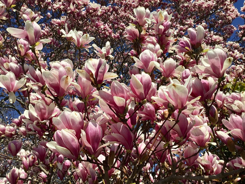 Saucer Magnolia Tree Magnolia Soulangeana Seeds image 3