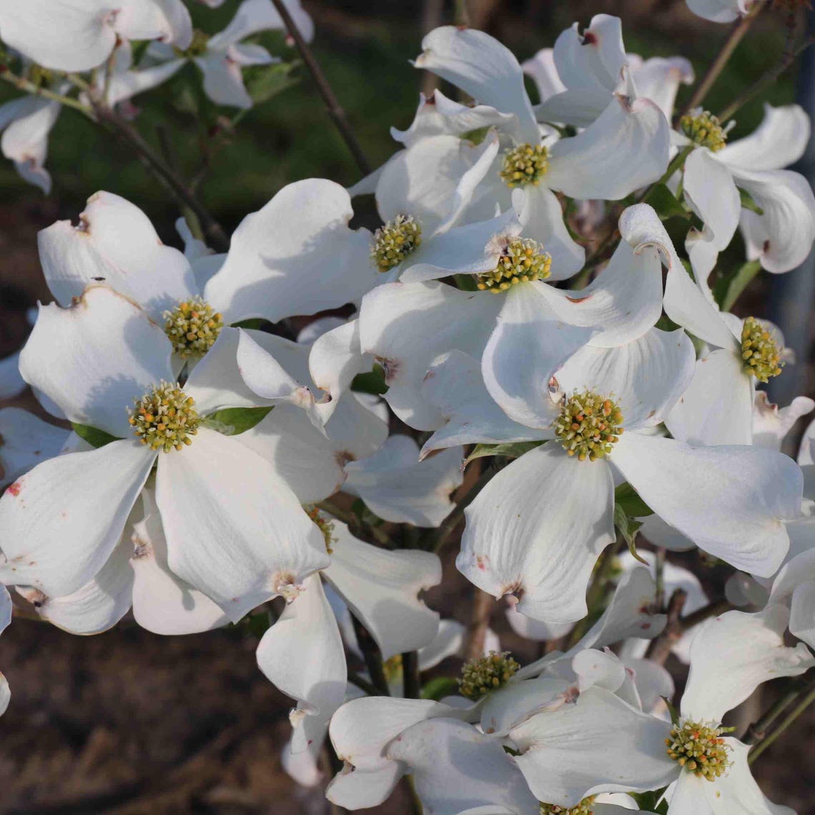 Kay's Appalachian Mist Flowering Dogwood Tree (cornus Florida 'kay's ...