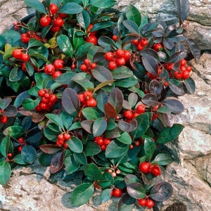 Wintergreen Plant (Gaultheria Procumbens) Seeds