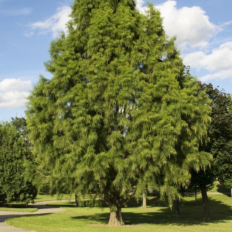 Bald Cypress Tree Taxodium Distichum Seeds Northern Variety image 2