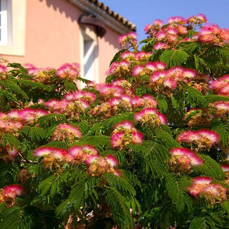 Mimosa Persian Silk Tree Albizia Julibrissin Seeds image 4