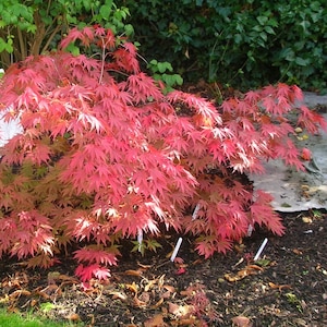 Matsukaze Japanese Maple Tree (Acer Palmatum &#39;Matsukaze&#39;) Seeds - NEW FOR FALL 2024