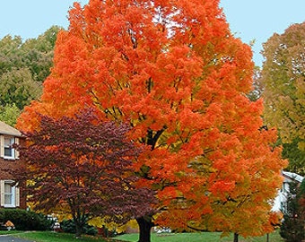 Semillas de arce de montaña (Acer spicatum)