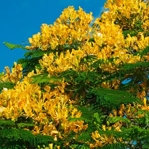 Yellow Poinciana Tree (Peltophorum Pterocarpum) Seeds