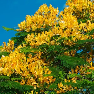 Yellow Poinciana Tree (Peltophorum Pterocarpum) Seeds