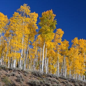 Golden Quaking Aspen Tree (Populus Tremuloides) Seeds