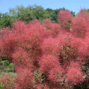 Smoke Tree Cotinus Coggygria Seeds image 3