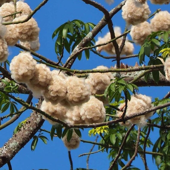 Kapok White Silk Cotton Tree ceiba Pentandra Seeds -  Canada